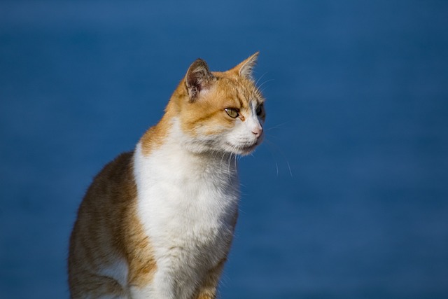 猫 蓝色的 动物 - 上的免费照片