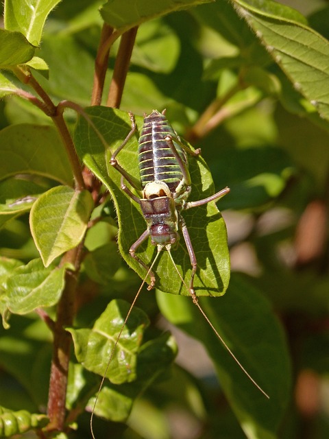 征服 蝉 萨梅雷塔－德尔蒙桑 - 上的免费照片