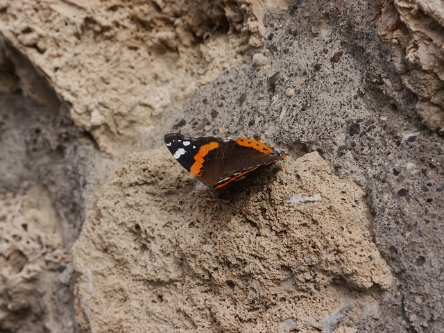 蝴蝶 庞贝城 - 上的免费照片