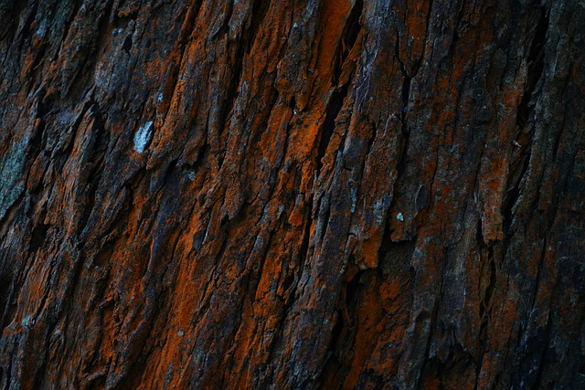 木纹 木材 自然条件下 - 上的免费照片