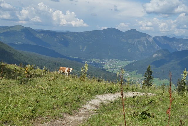 Zwieselalm 山 奥地利 - 上的免费照片