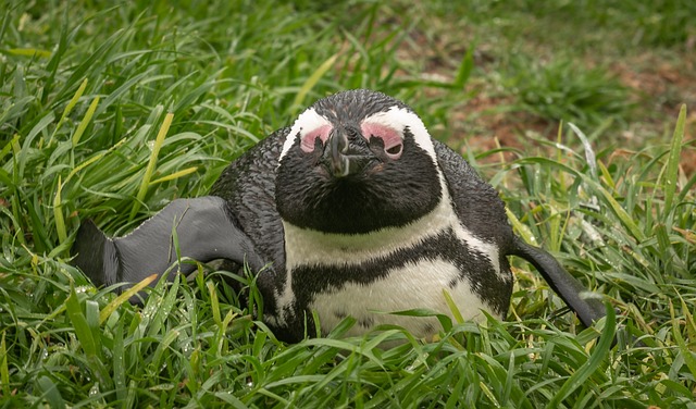 企鹅 Gentoo企鹅 南非 - 上的免费照片