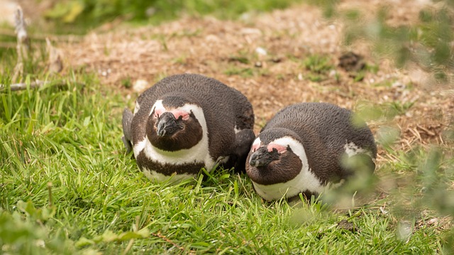 企鹅 企鹅夫妇 Gentoo企鹅 - 上的免费照片