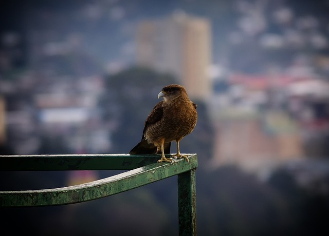 智利鸟 蒙特港 猎物 - 上的免费照片