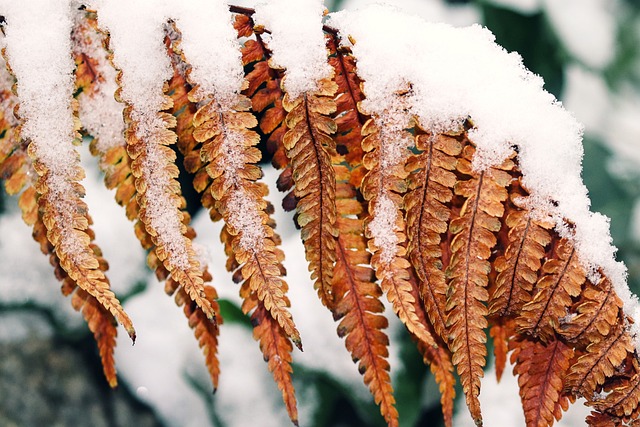 蕨类 雪 棕色的 - 上的免费照片