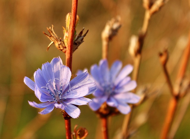 草地Cranesbill 花 开花 - 上的免费照片