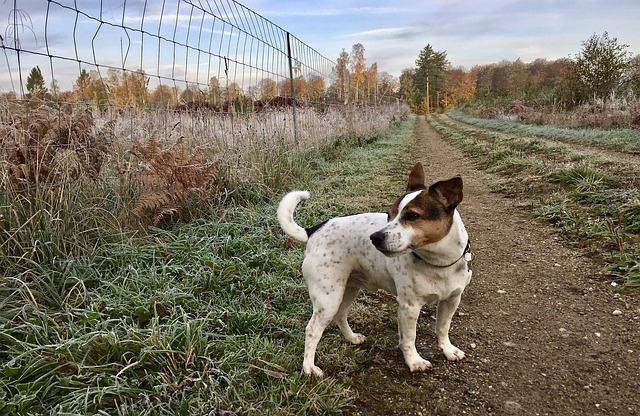 狗 大气层 自然 - 上的免费照片