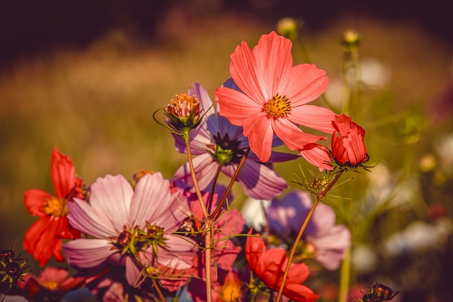 Cosmea 花 盛开 - 上的免费照片