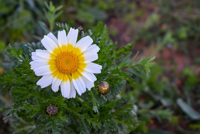 福门特拉岛 花 雏菊 - 上的免费照片