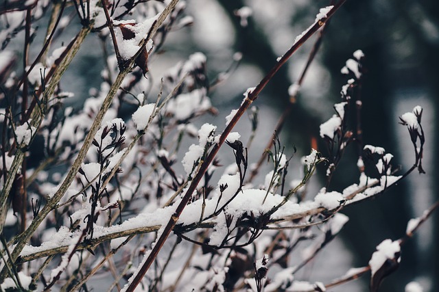 分行 雪 下雪的 - 上的免费照片