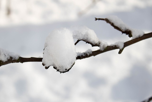 冬季 雪 弗罗斯特 - 上的免费照片