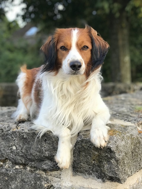 狗 Kooikerhondje Kooiker - 上的免费照片