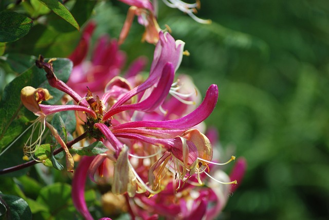 Honeysuckle 花 - 上的免费照片