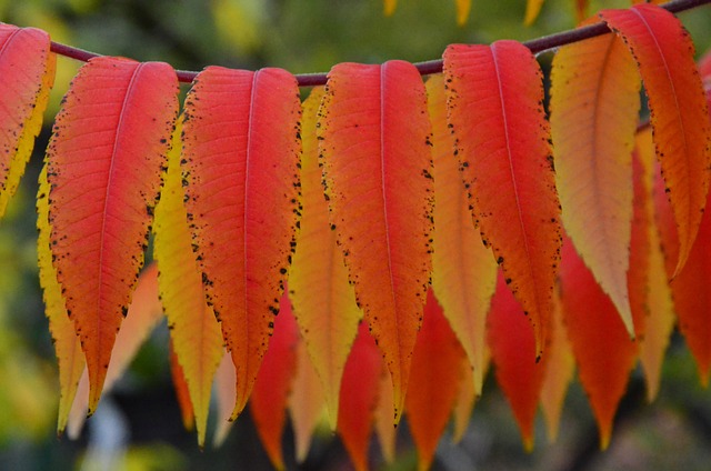 Sumac Octowiec 秋天 颜色 - 上的免费照片
