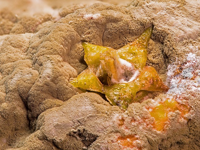 模具 形成的模具 发霉 - 上的免费照片