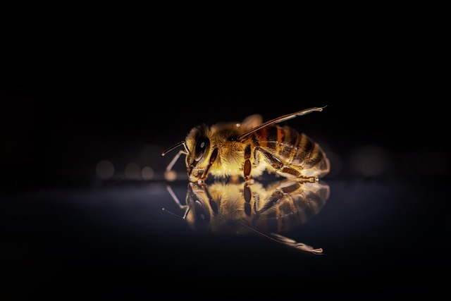 蜜蜂 昆虫 飞虫 - 上的免费照片