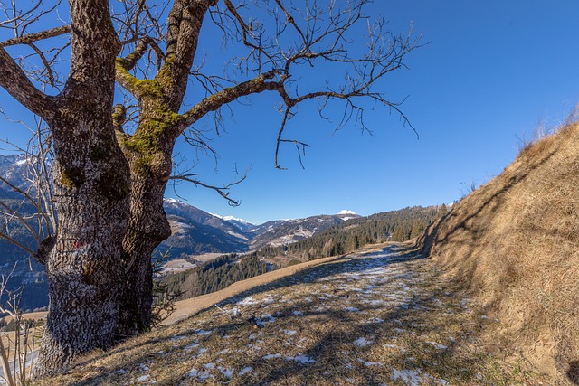 Lesachtal 自然 树 - 上的免费照片