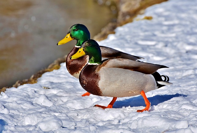 凫 鸭 水鸟 - 上的免费照片