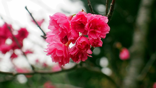 Sakura Flower - 上的免费照片