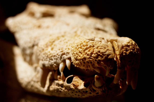 鳄鱼 爬虫 骨 - 上的免费照片