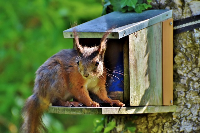 松鼠 橡木猫 啮齿动物 - 上的免费照片