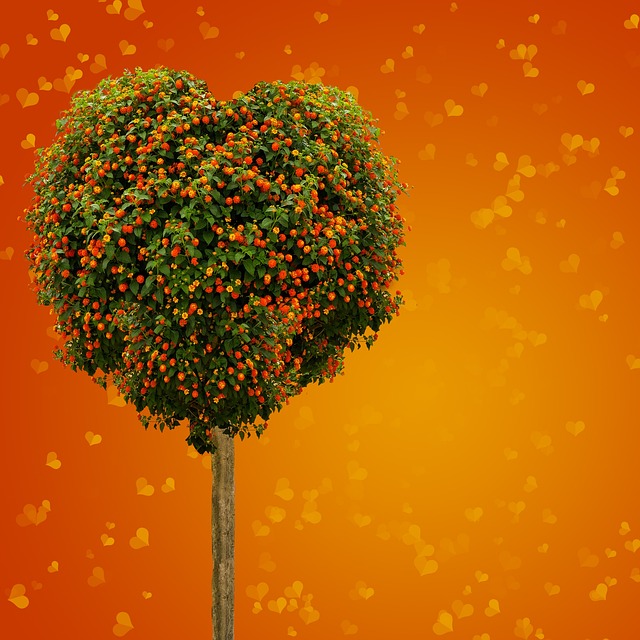 心 树 爱 - 上的免费照片