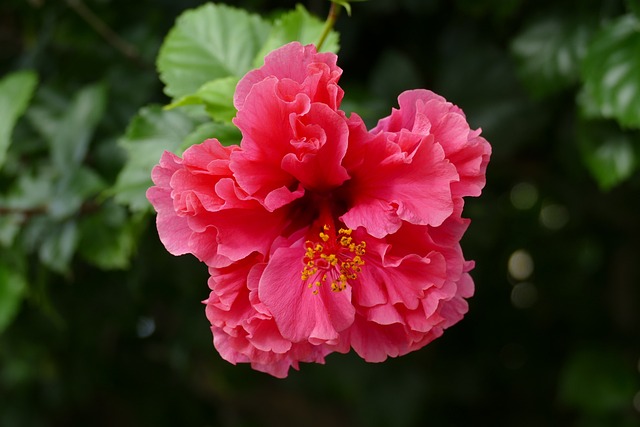 芙蓉 花卉 植物 - 上的免费照片
