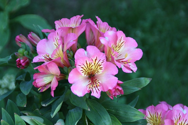 Alstroemeria 自然 叶子 - 上的免费照片