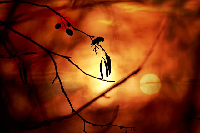 枝杈 枝条 柳絮 - 上的免费照片