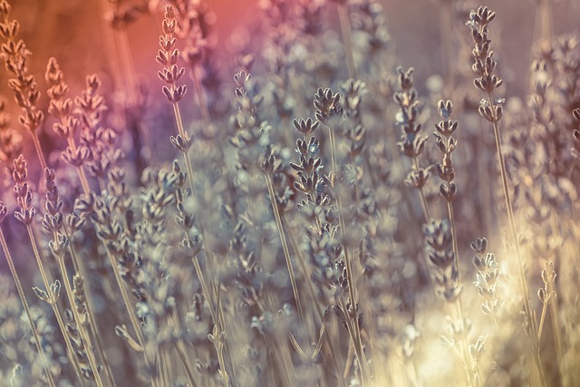 太阳 薰衣草 耀斑 - 上的免费照片