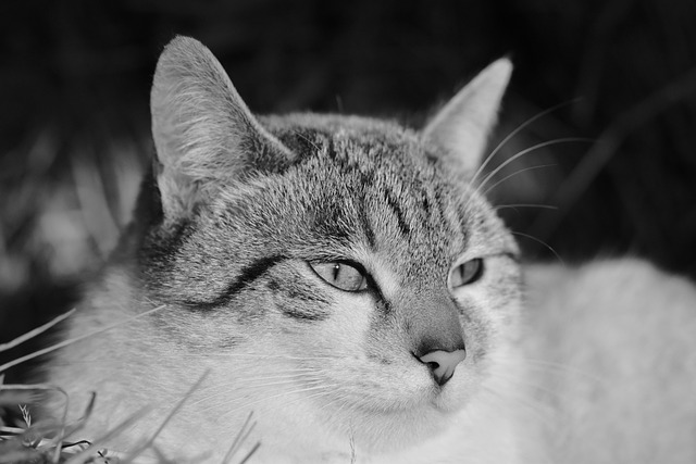 猫 肖像猫 猫眼 - 上的免费照片