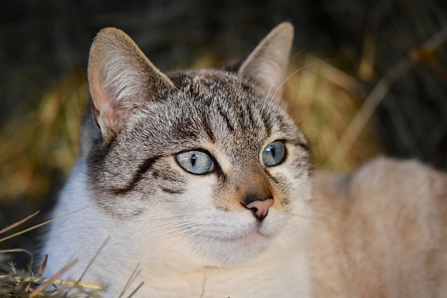 猫 肖像猫 猫眼 - 上的免费照片