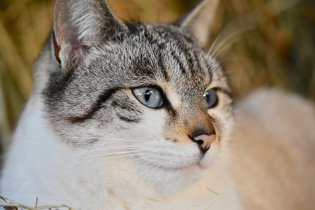 猫 肖像猫 猫眼 - 上的免费照片