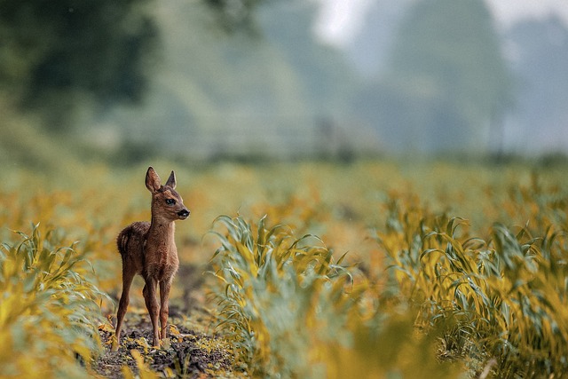 鹿 动物 野生动物 - 上的免费照片