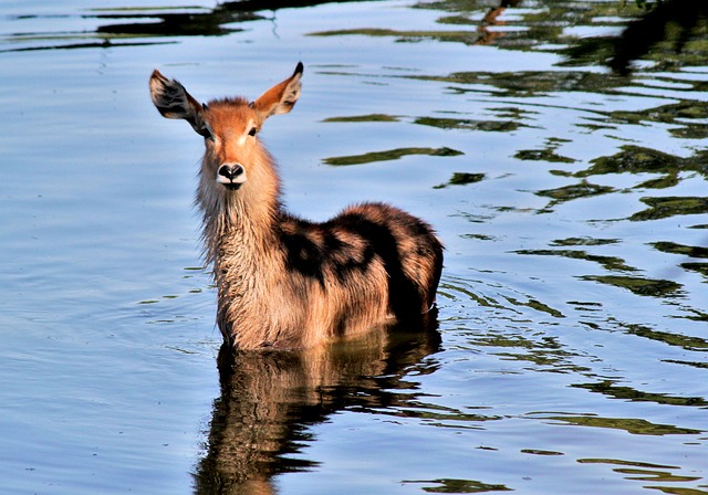 羚羊 非洲 水 - 上的免费照片