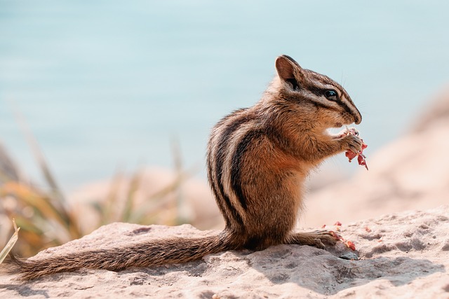 花栗鼠 啮齿动物 觅食 - 上的免费照片