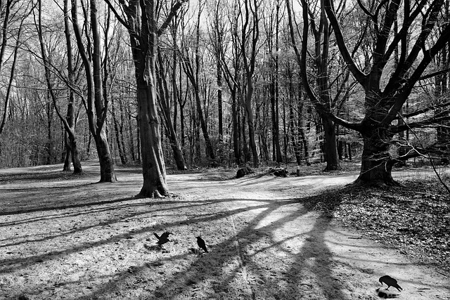 森林 树 小路 - 上的免费照片