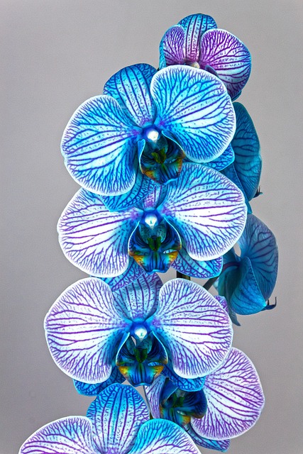 兰花 蓝色的 紫色 - 上的免费照片
