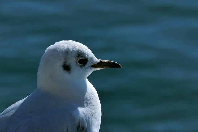 艾尔卡 鹬 库利克 - 上的免费照片