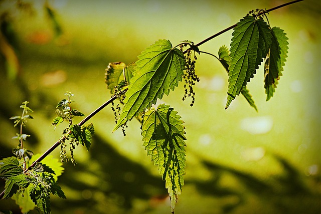 荨麻 植物 叶子 - 上的免费照片