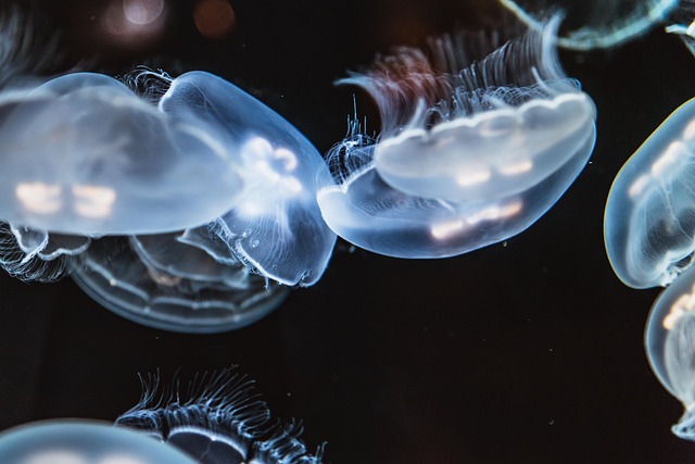 海蜇 动物 生物 - 上的免费照片