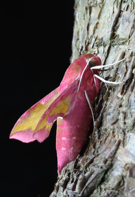 小象Hawkmoth 天蛾 翅膀 - 上的免费照片