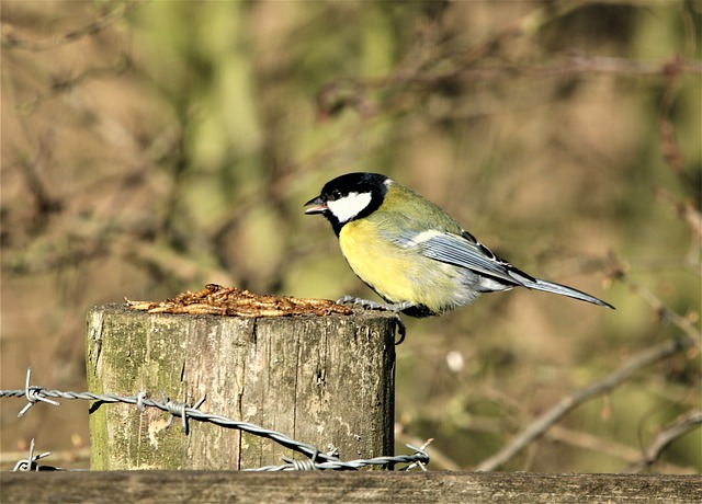 鸟 大山雀 黄色 - 上的免费照片