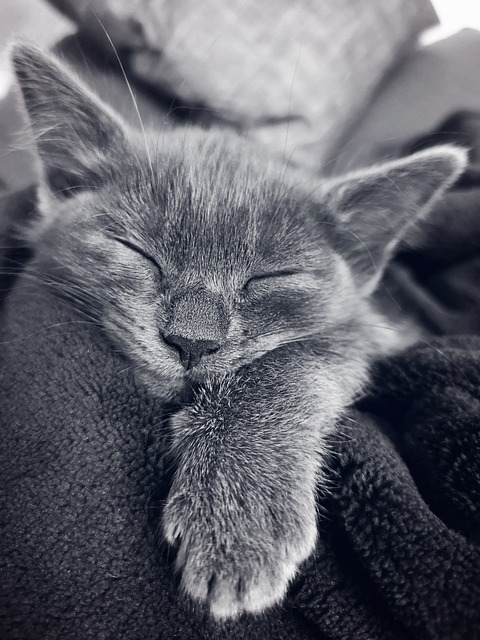 猫 小猫 睡眠 - 上的免费照片
