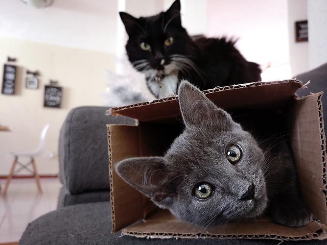 猫 小猫 猫科动物 - 上的免费照片