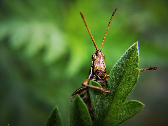 昆虫 蚱蜢 甲虫，昆虫 - 上的免费照片