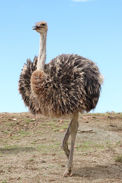 鸵鸟 鸟 斯特劳斯 - 上的免费照片
