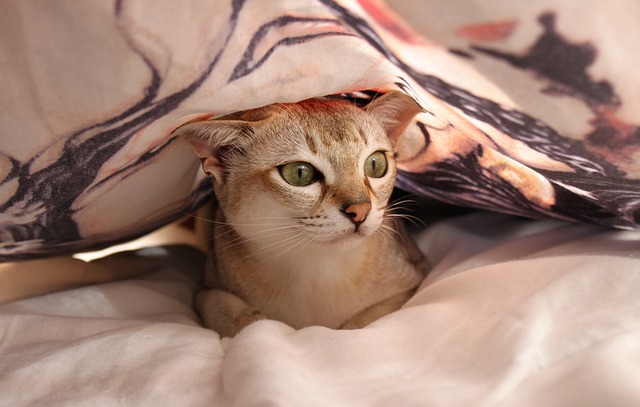 猫 床 被单 - 上的免费照片