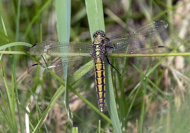 黑尾铡 女性 蜻蜓 - 上的免费照片