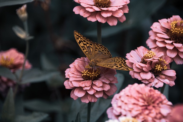 花朵 蝴蝶 授粉 - 上的免费照片